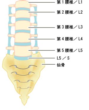 腰椎 英語|「腰椎」英語への翻訳と例文